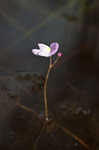 Eastern purple bladderwort